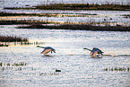 whooper swans