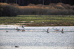 whooper swans