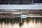whooper swans