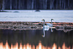 whooper swans