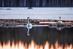 whooper swans