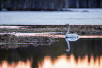 whooper swan