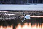 whooper swan