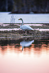 whooper swan
