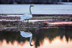 whooper swan