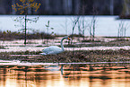 whooper swan