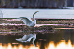 whooper swan