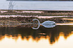 whooper swan