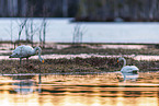 whooper swans
