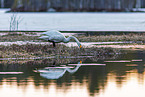 whooper swan