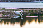 whooper swan