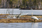 whooper swans