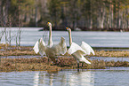 whooper swans