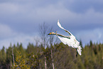 whooper swan