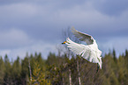 whooper swan