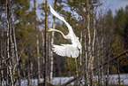 whooper swan