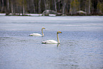whooper swans