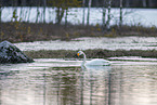 whooper swan