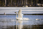 whooper swan