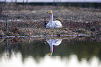 whooper swan