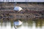 whooper swan