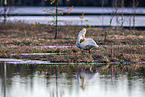 whooper swan