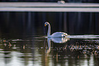whooper swan