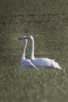 whooper swans
