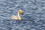 whooper swan