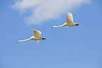 whooper swans