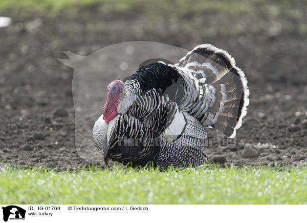 Wildtruthuhn / wild turkey / IG-01769