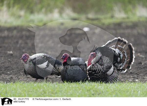 wild turkey / IG-01770