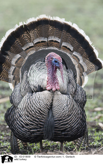 Wildtruthuhn / wild turkey / IG-01809