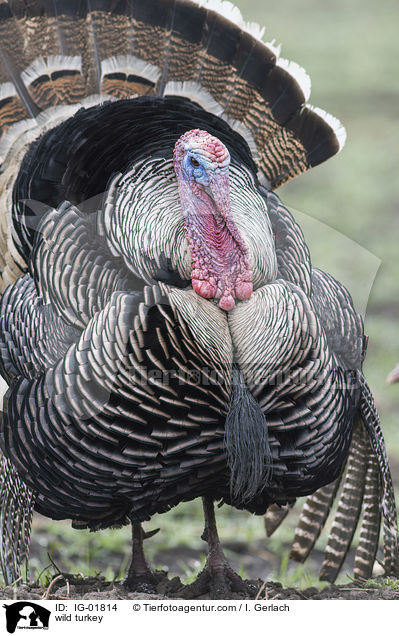 wild turkey / IG-01814