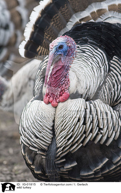 wild turkey / IG-01815