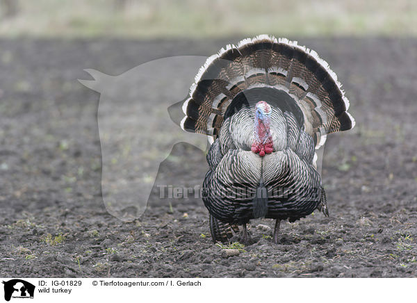 Wildtruthuhn / wild turkey / IG-01829