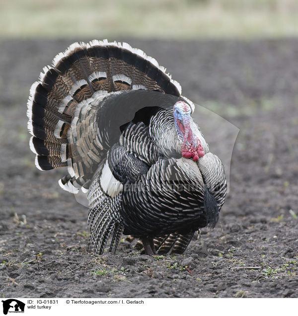 Wildtruthuhn / wild turkey / IG-01831