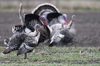 wild turkey