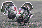 wild turkey