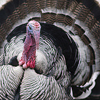 wild turkey