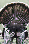 wild turkey