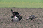 wild turkey