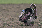 wild turkey