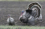 wild turkey