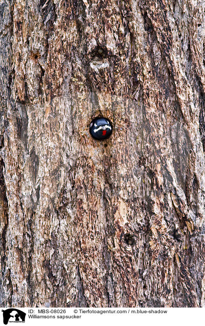 Kiefernsaftlecker / Williamsons sapsucker / MBS-08026