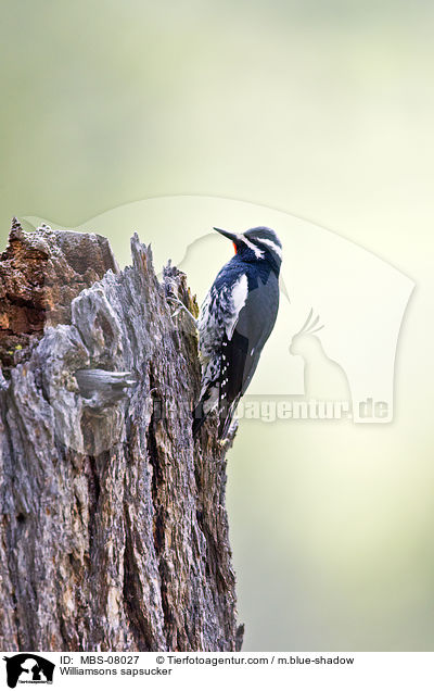 Williamsons sapsucker / MBS-08027