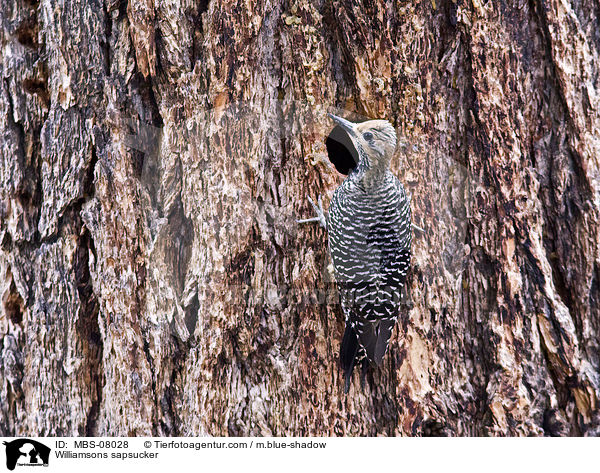 Williamsons sapsucker / MBS-08028
