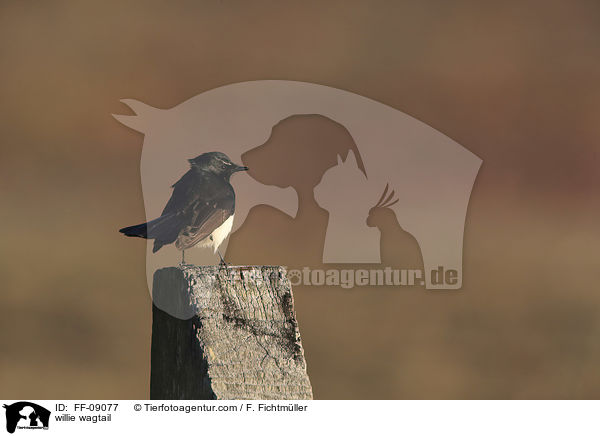 Gartenfcherschwanz / willie wagtail / FF-09077