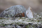 Willow ptarmigan