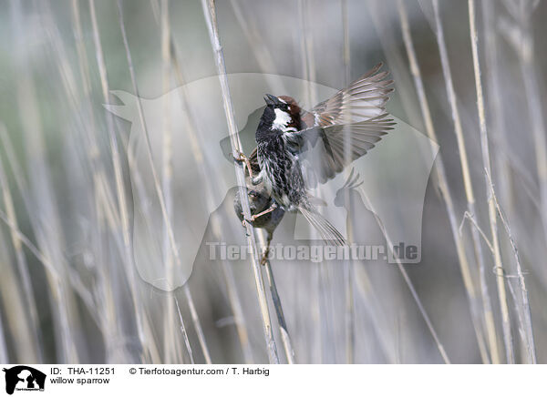 Weidensperling / willow sparrow / THA-11251